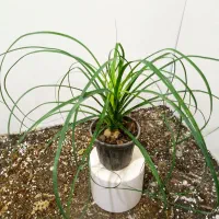 گل های آپارتمانی|گل و گیاه طبیعی|شاهین‌شهر, عطار|دیوار