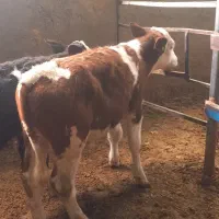 ۷راس گوسا له های سیمینتال نر وماده|حیوانات مزرعه|فرمهین, |دیوار