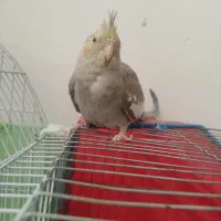 فروش کوتوله و جوجه عروس دون خور|پرنده|شاهرود, |دیوار