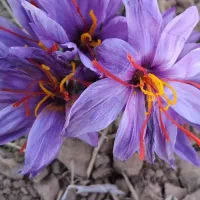 پیاززعفران درجه‌یک‌زاوه‌قطب‌زعفران