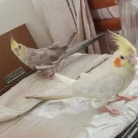 عروس هلندی جفت