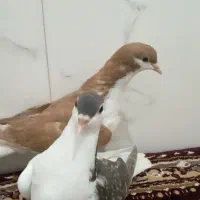 سلام جفت جوجه ساده‌درجه‌فروشی‌وکسن‌خورده|پرنده|خواف, |دیوار