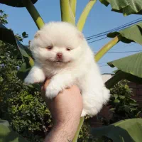 پامرانین خرسی بوفیس