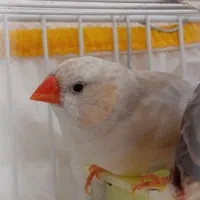 فروش چند جفت فنچ|پرنده|نورآباد ممسنی, |دیوار