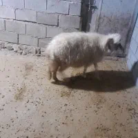 میش ابستن|حیوانات مزرعه|قلعه شاهین, |دیوار