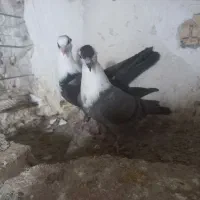 کبوتر رنگی کلاغ کاکلی و ... چناران|پرنده|چناران, |دیوار