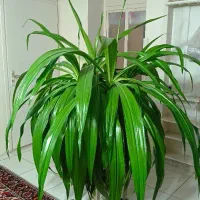 اشک ملکه غول
