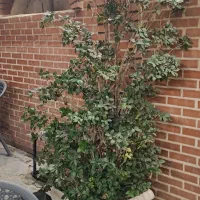 یاس هلندی ۲.۵ تا ۳ متری