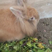 دوتا خرگوش هلندی نر و ماده مولد هشت ماهه