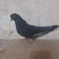 جوجه کفتر سنگین|پرنده|قم, کوه سفید|دیوار