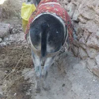 خر گله ای فروشی|حیوانات مزرعه|چناران, |دیوار