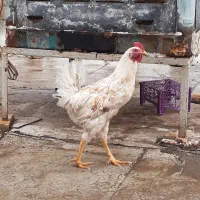 خروس‌ رسمی،جوان