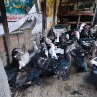 اردک نیمچه دم تخم سالم سرحال|حیوانات مزرعه|بهشهر, |دیوار