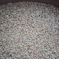 بزگندم دیم درجه یک