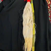 قژزال وطلایی اسینم