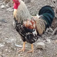 خروس|حیوانات مزرعه|محمدشهر, کوی بهار|دیوار