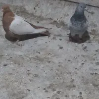 سینه سبز وسینه زرد|پرنده|شیراز, کوشک میدان|دیوار