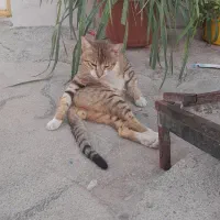 گربه خانگی