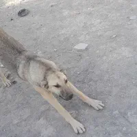 سگ ماده از نصل ببری پاشکن