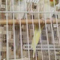 جفت عروس هلندی نر سخنگو لوتینو