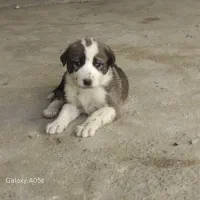 دو توله آلابای|سگ|گمیشان, |دیوار