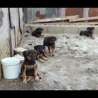 ژرمن کار یه توله نر مونده ۲میلیون زیرقیمت فوری|سگ|آمل, |دیوار