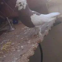 طوقی سینه سرخ کاکول دار پاپرسینه پر