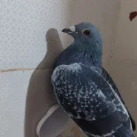 نرسیلور|پرنده|زهک, |دیوار