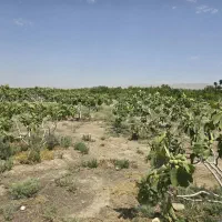 سند مادر داردانجیروانار