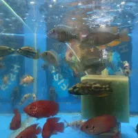 سالن پرورش ماهی|ماهی|فردیس, ثابتی|دیوار