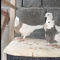 کبوتر طوقی قیمت مناسب.