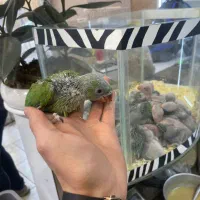 جوجه سرلاکی ملنگو (زیر قیمت همه جا) کاسکو شاه طوطی|پرنده|تهران, جیحون|دیوار