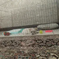 سگ نژادمالتیپو|سگ|قدس, شهرقدس|دیوار