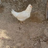 خروس سالم