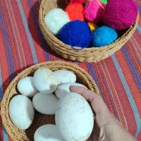 تخم قوغاز نطفه دار اصیل قوغاز قبقبدارهیکل