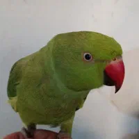 عروس هلندی وملنگو