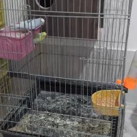 مررغ عشق سالم در حال جفت گیری|پرنده|جیرفت, |دیوار