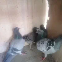 کبوتر، کفتر، مسافتی، پلاکی|پرنده|جهرم, |دیوار