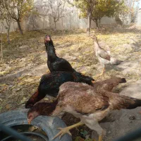 سلام  ۷ عدد جوجه اوشامو|حیوانات مزرعه|طرقبه, |دیوار