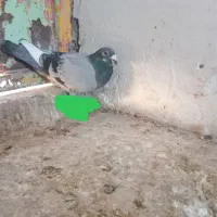 22تا کفتر پر کپچه