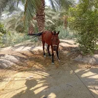 اسب ماده