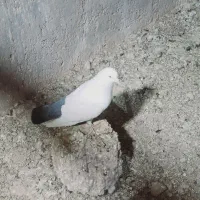 کفتر بم|پرنده|بم, |دیوار