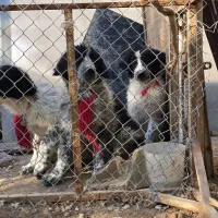 توله سگ قهدرجانی قدرجونی