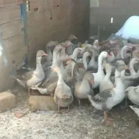 فروش تعدادی غاز