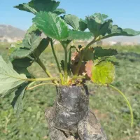 نشانهال توت فرنگی کردستان|خدمات باغبانی و درختکاری|نورآباد ممسنی, |دیوار