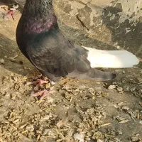 اشعل|پرنده|باوی, |دیوار