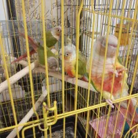 عروس هلندی و گرینچک