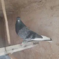 نر سبز|پرنده|قم, اسمعیل آباد|دیوار
