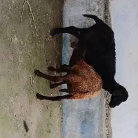 گوسفند با بره ماده