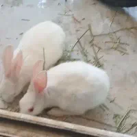 واگذاری یک جفت خرگوش هلندی